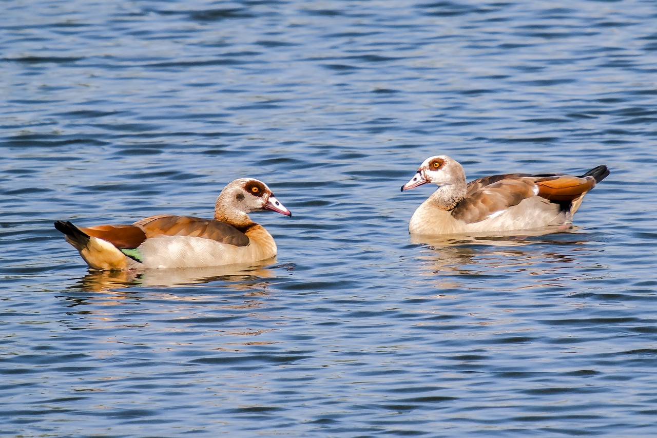 nilgans goose bird free photo