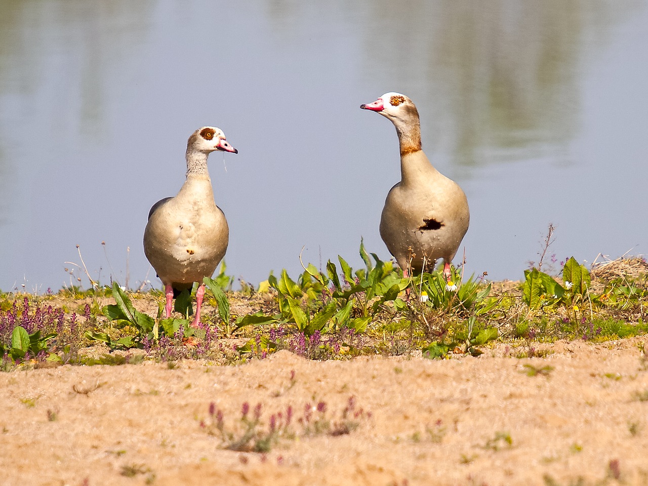 nilgans goose bird free photo