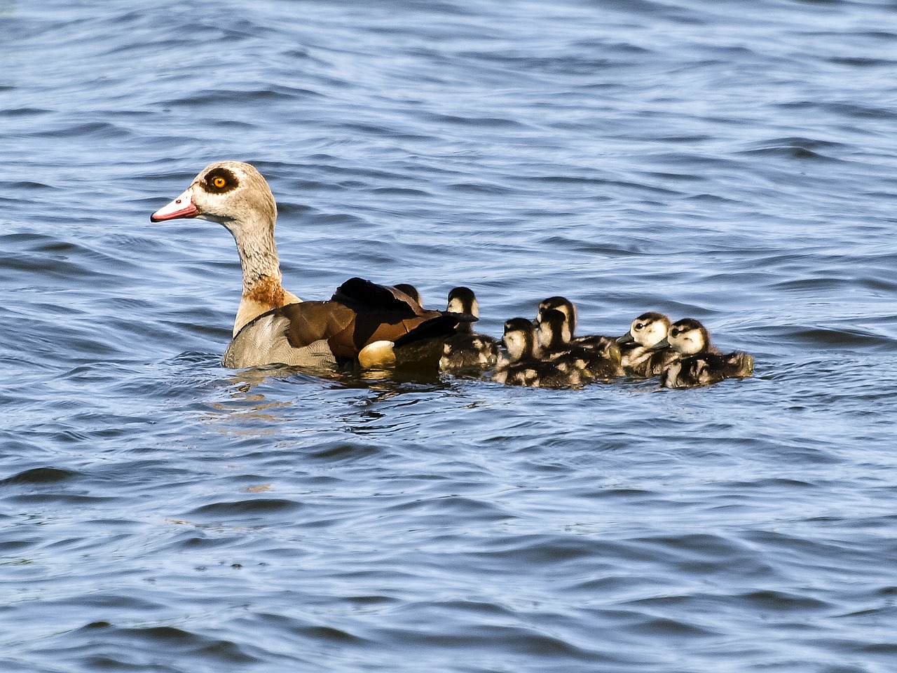 nilgans goose bird free photo