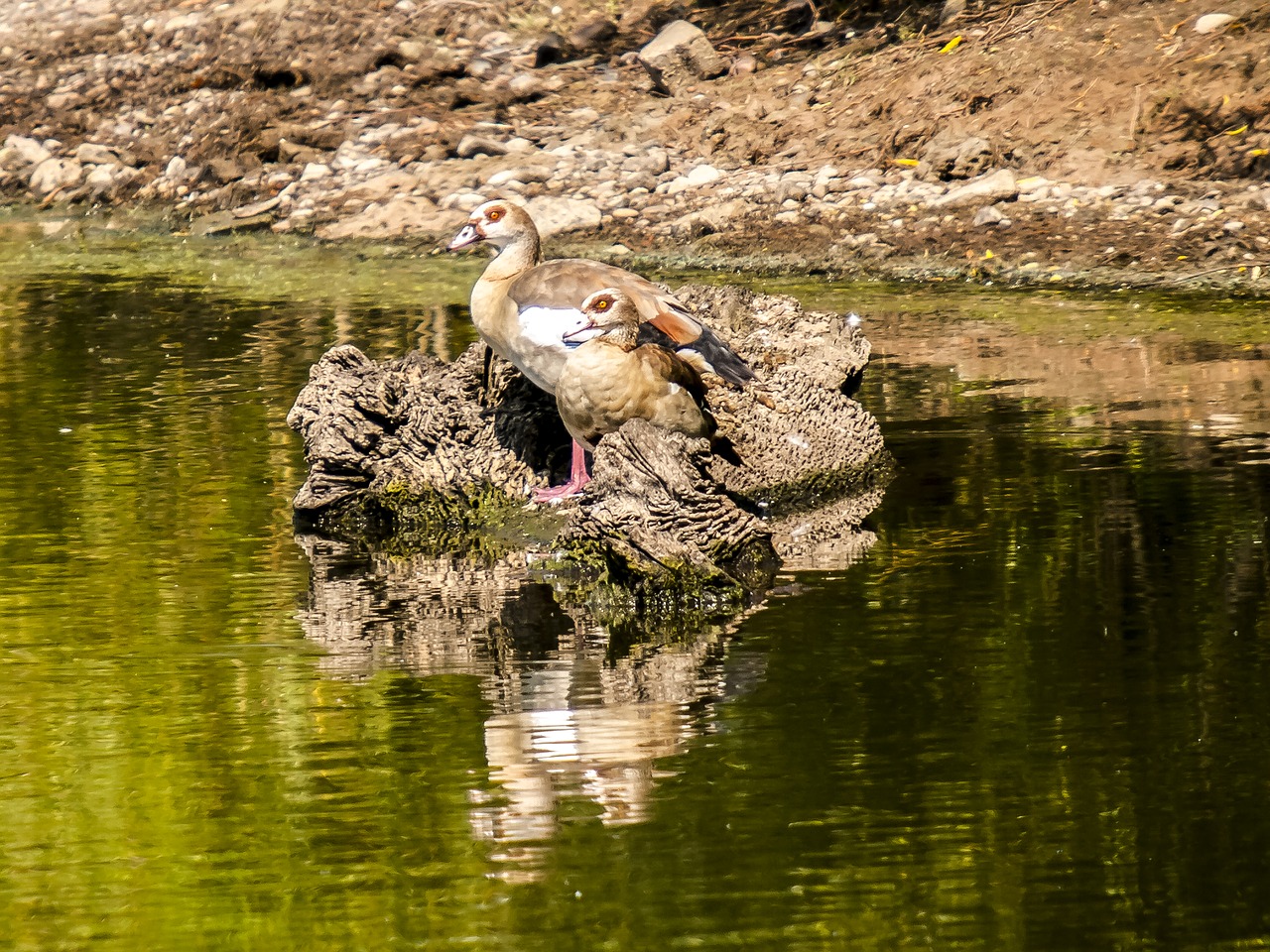 nilgans goose bird free photo