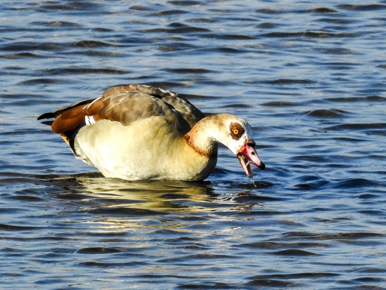 nilgans goose water bird free photo