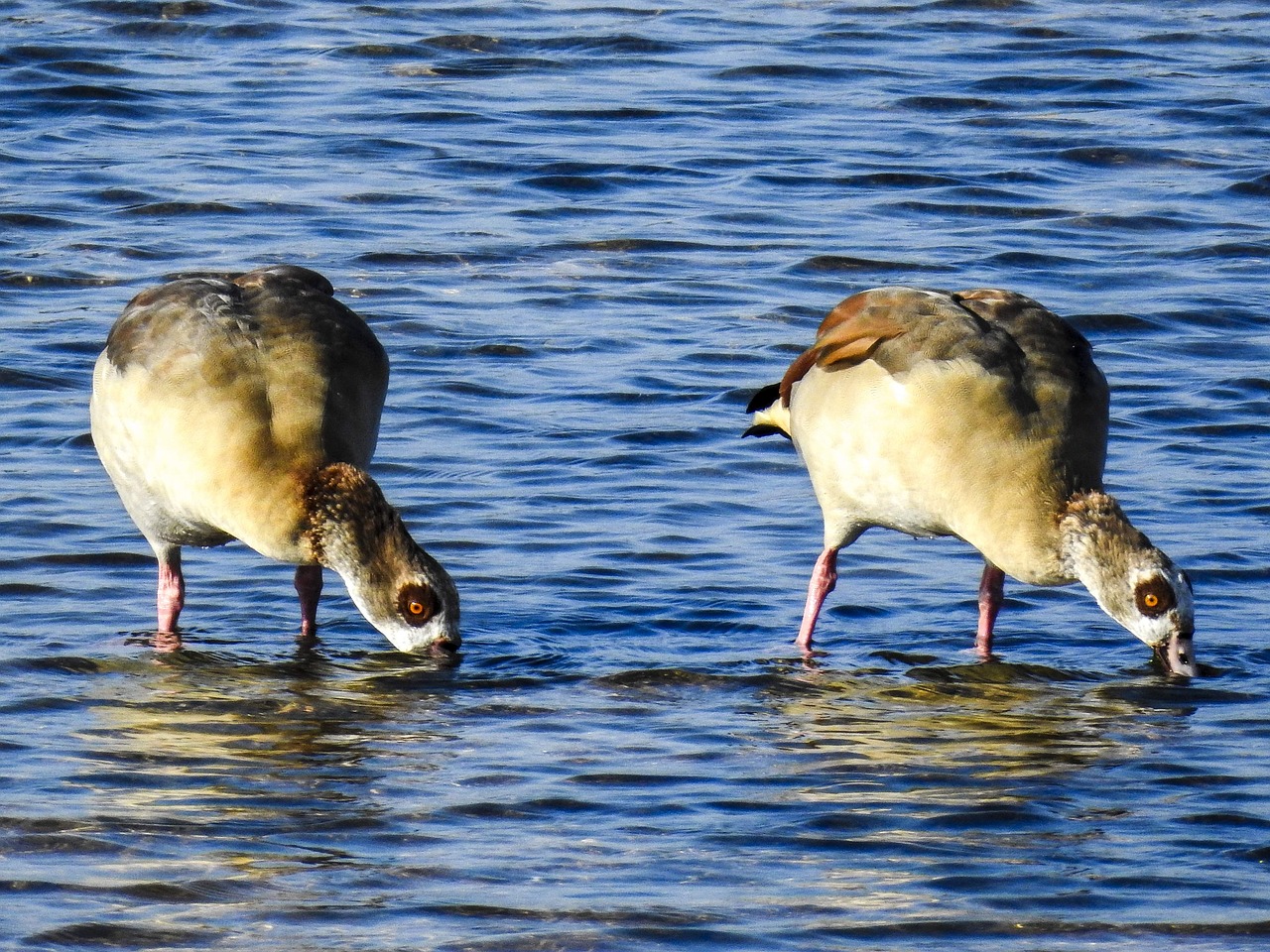 nilgans goose water bird free photo