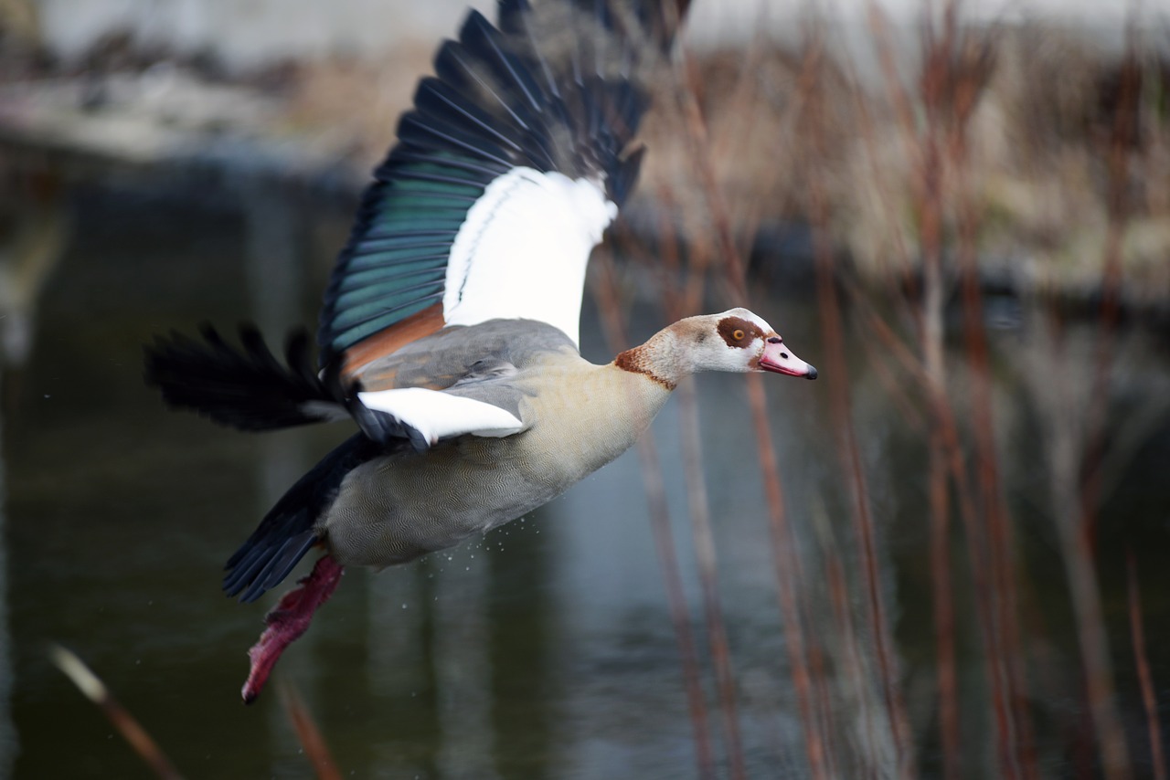 nilgans goose bird free photo