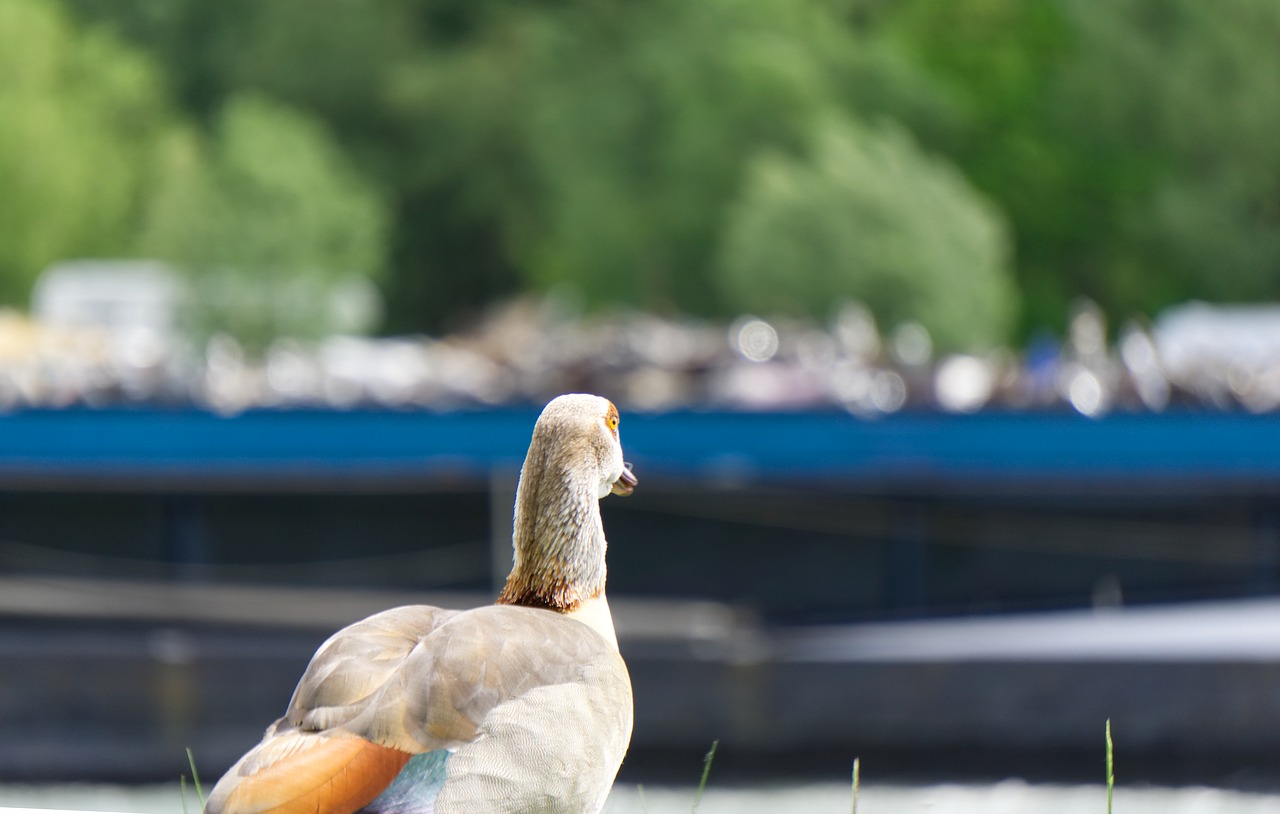 nilgans  duck  animal free photo