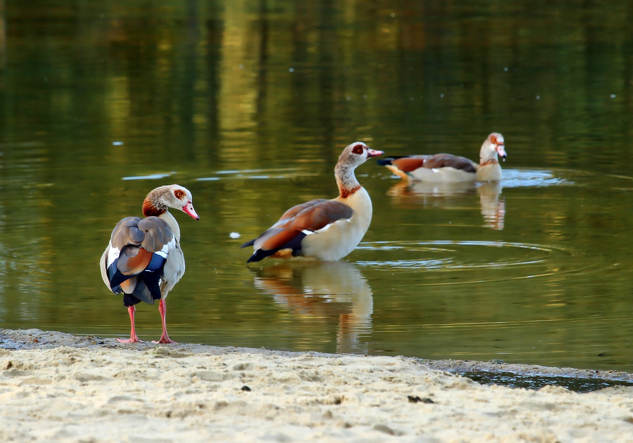 nilgans  bird  goose free photo