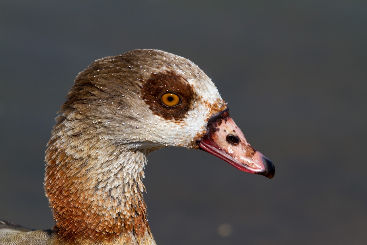 nilgans  bird  nature free photo