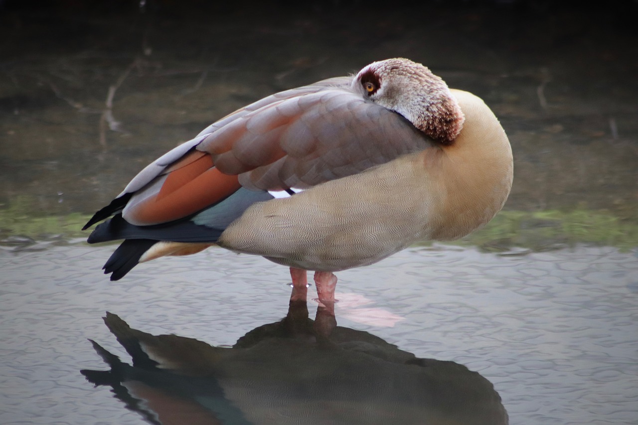 nilgans  water bird  goose free photo