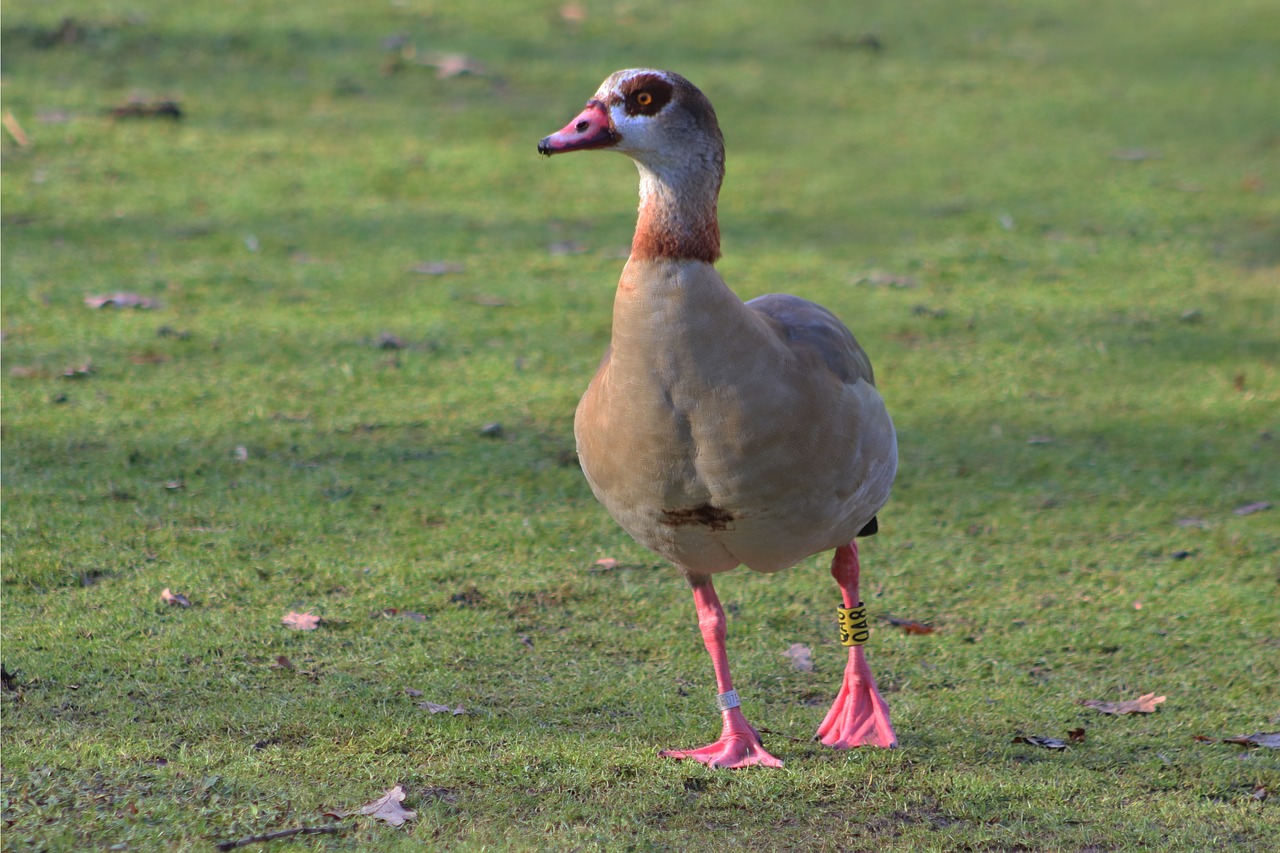 nilgans  goose  wild goose free photo