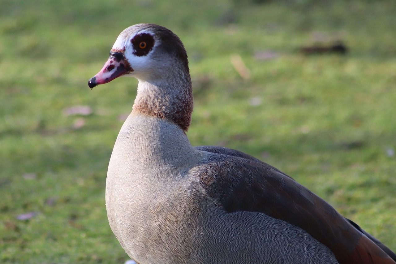 nilgans  goose  wild goose free photo