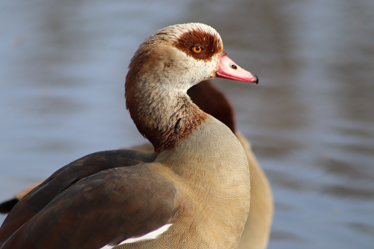 nilgans  wild goose  goose free photo