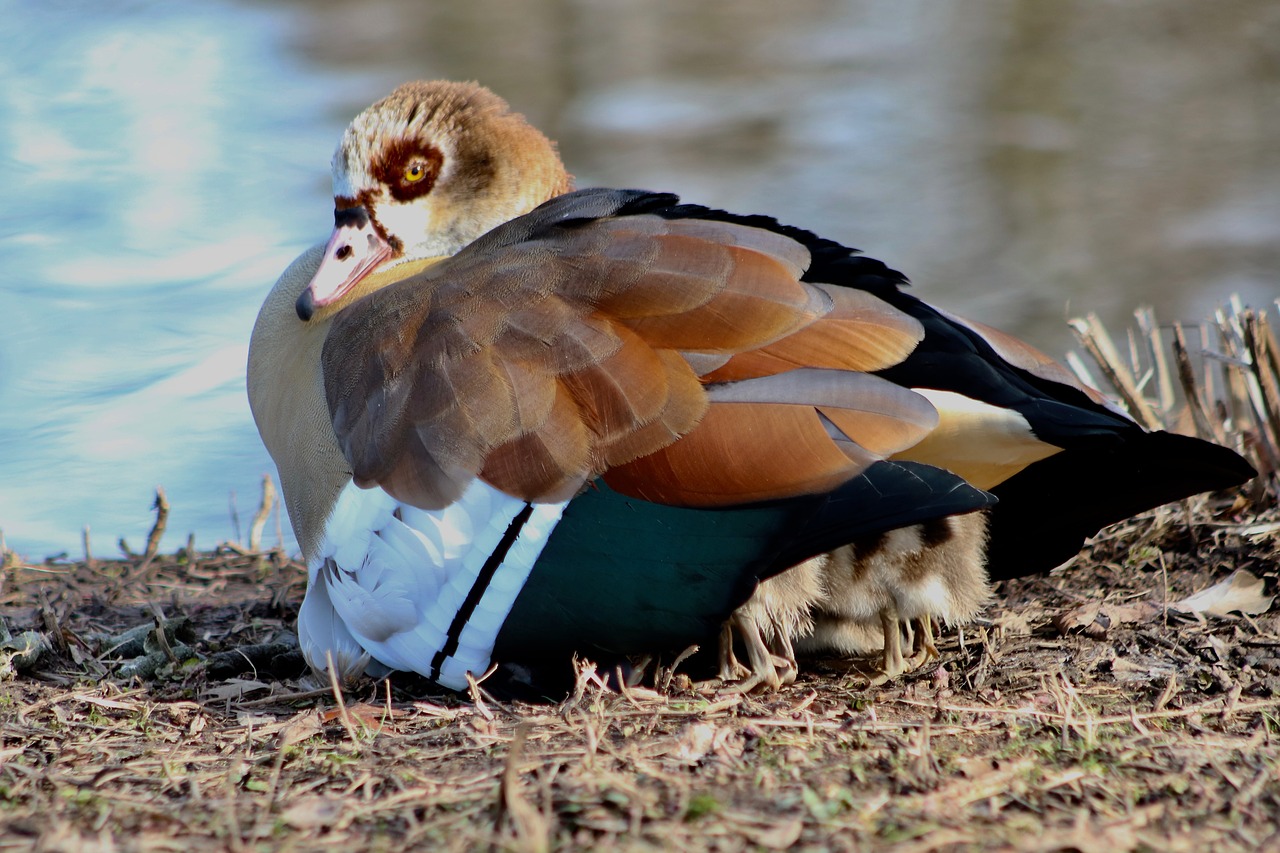 nilgans  water bird  wild goose free photo