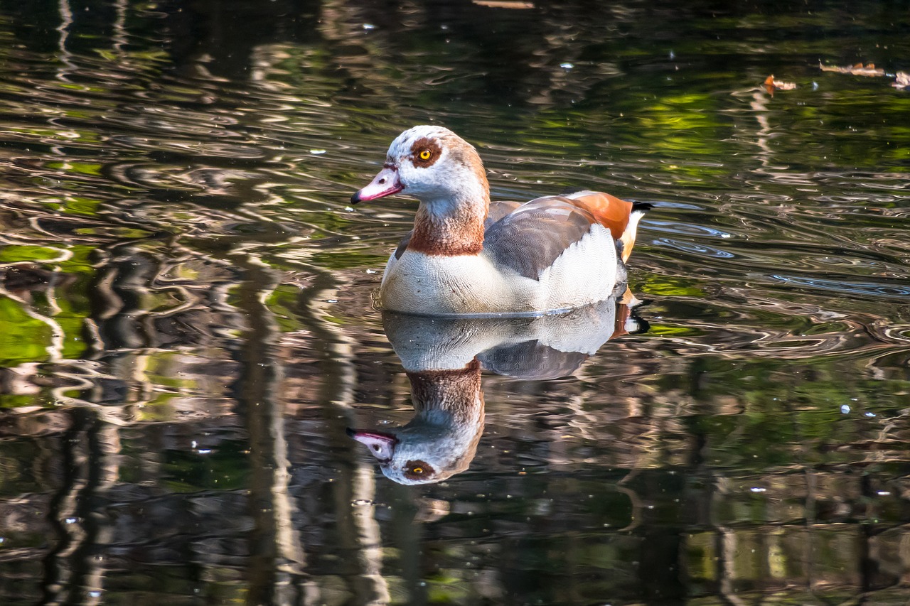 nilgans  goose  watch free photo