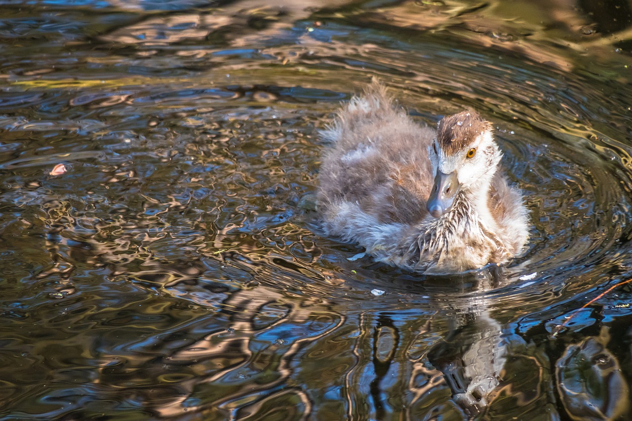 nilgans  chicks  goose free photo