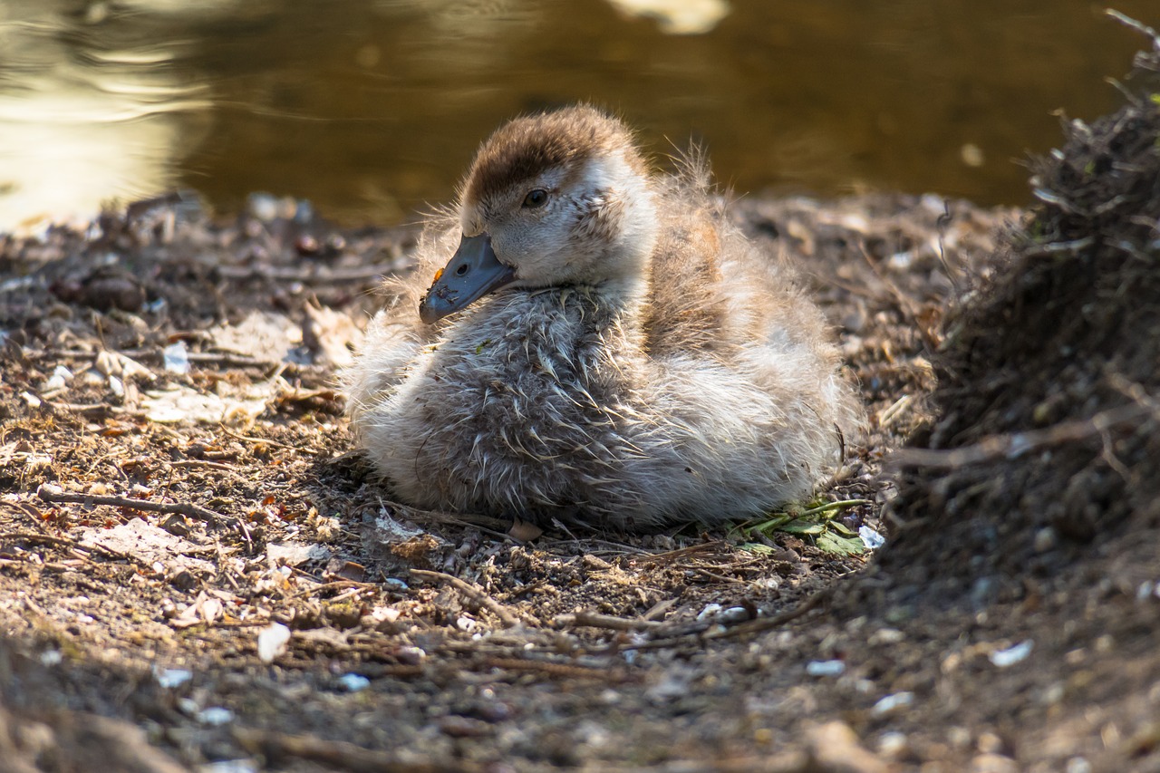 nilgans  chicks  goose free photo