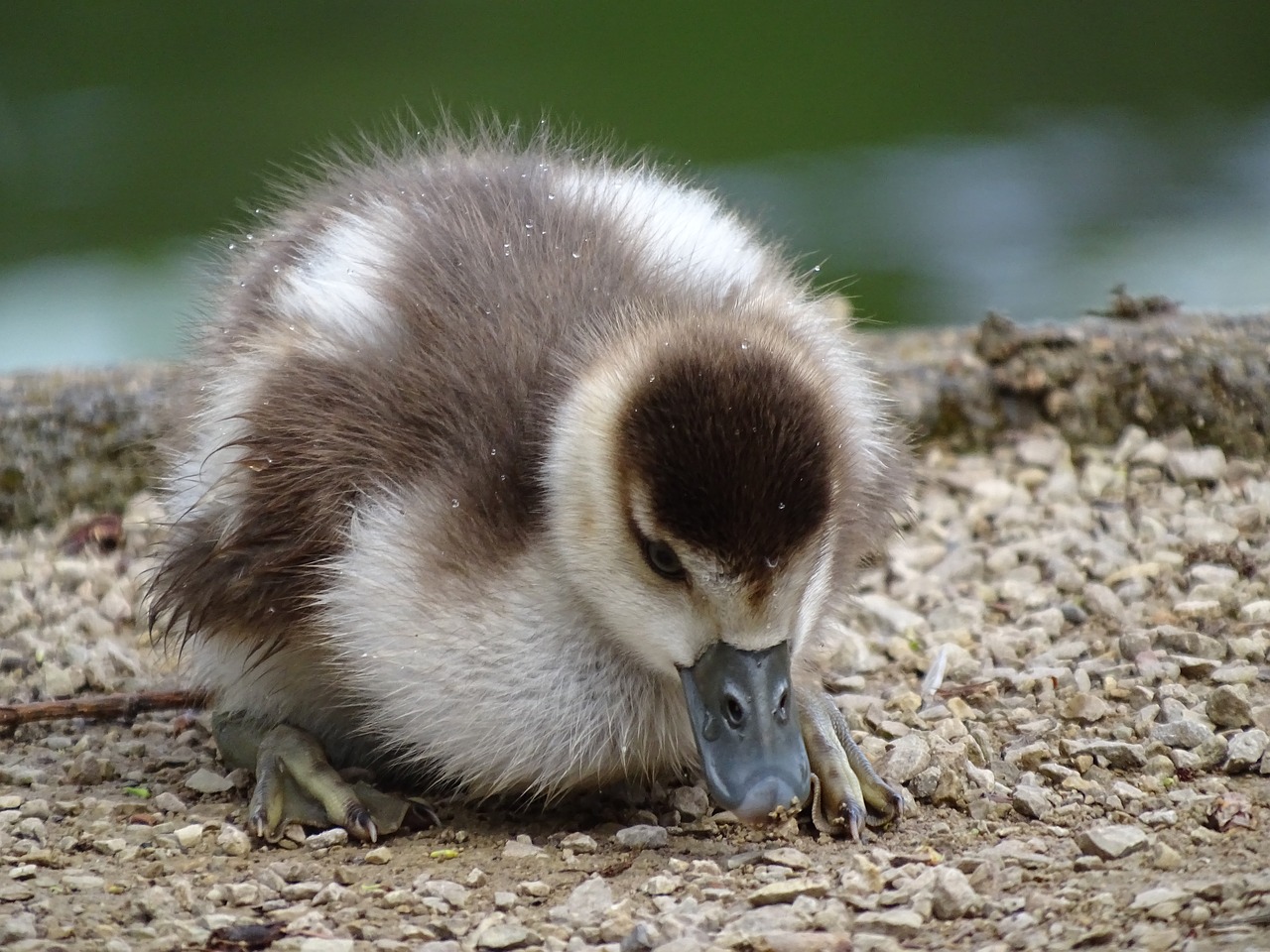 nilgans  jungtierm chicks  water bird free photo