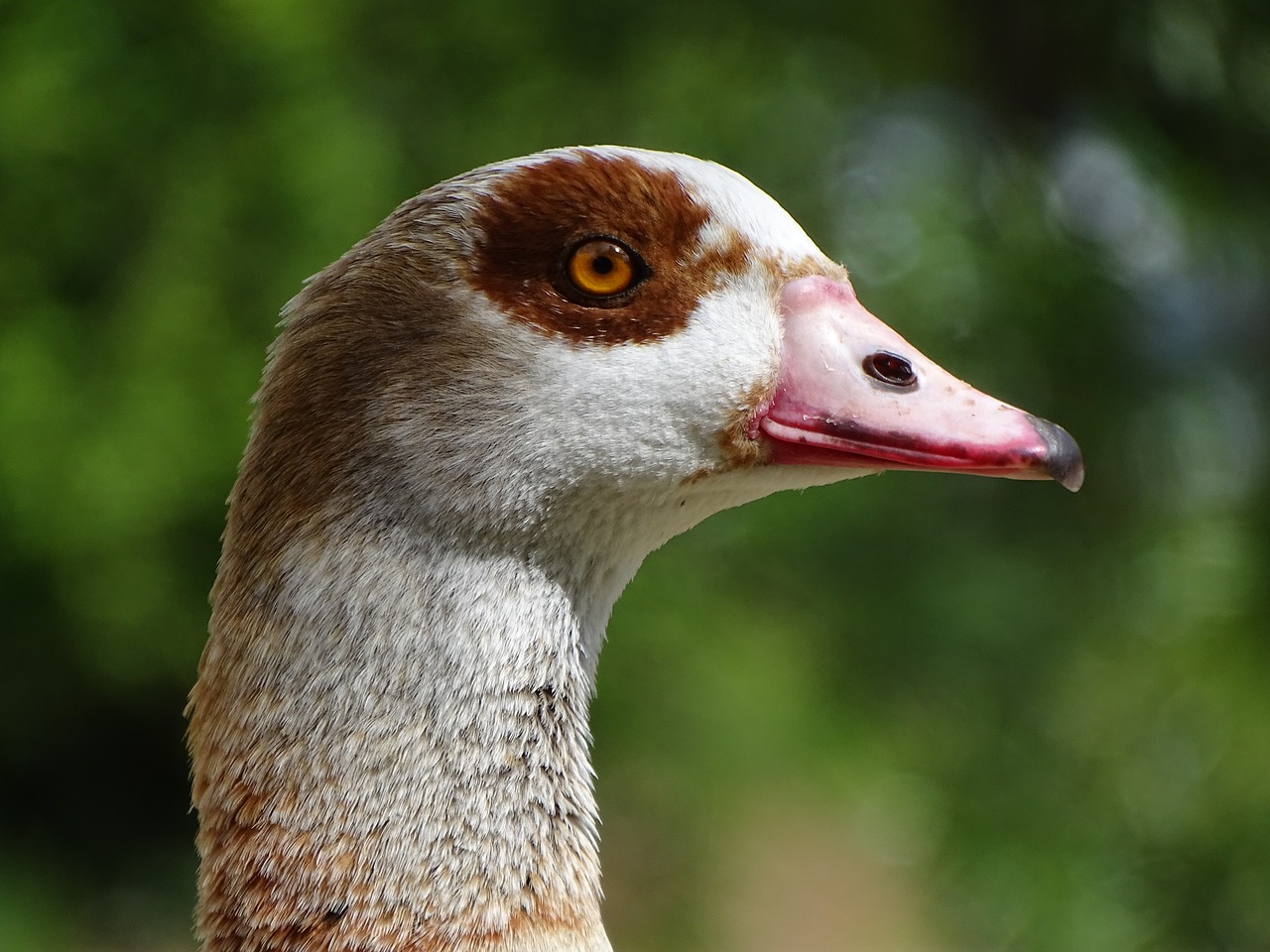 nilgans  macro  view free photo