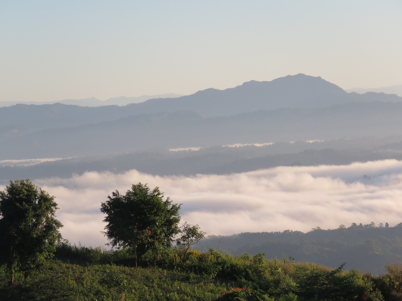 nilgiri cloud tree free photo