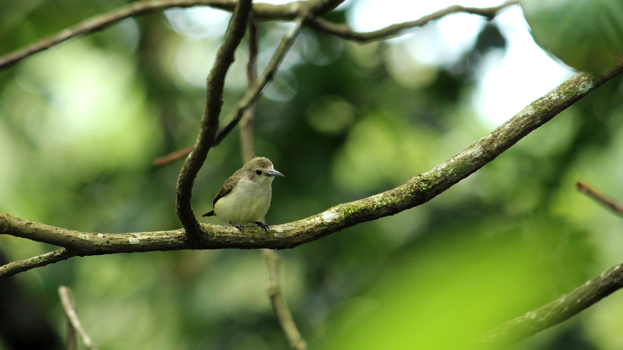 nilgiri  flower  pecker free photo