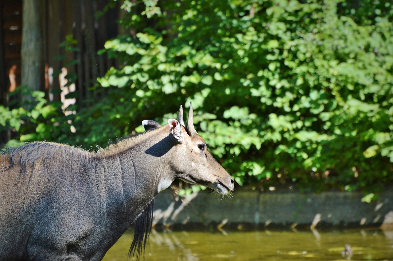 nilgun antelope antelope antelope buck free photo