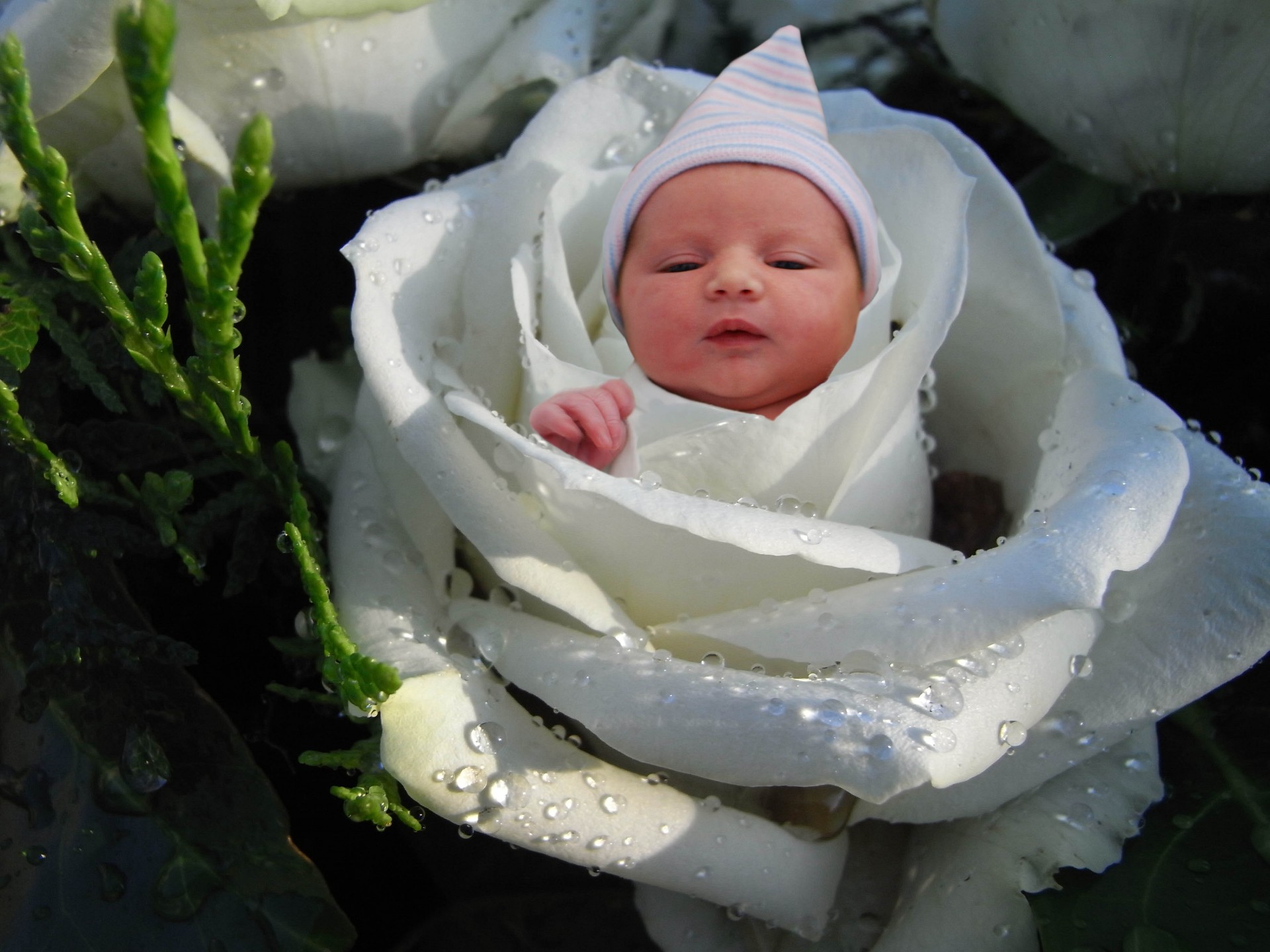 flower girl flower girl free photo