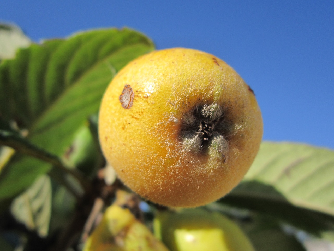 medlar close fruit free photo