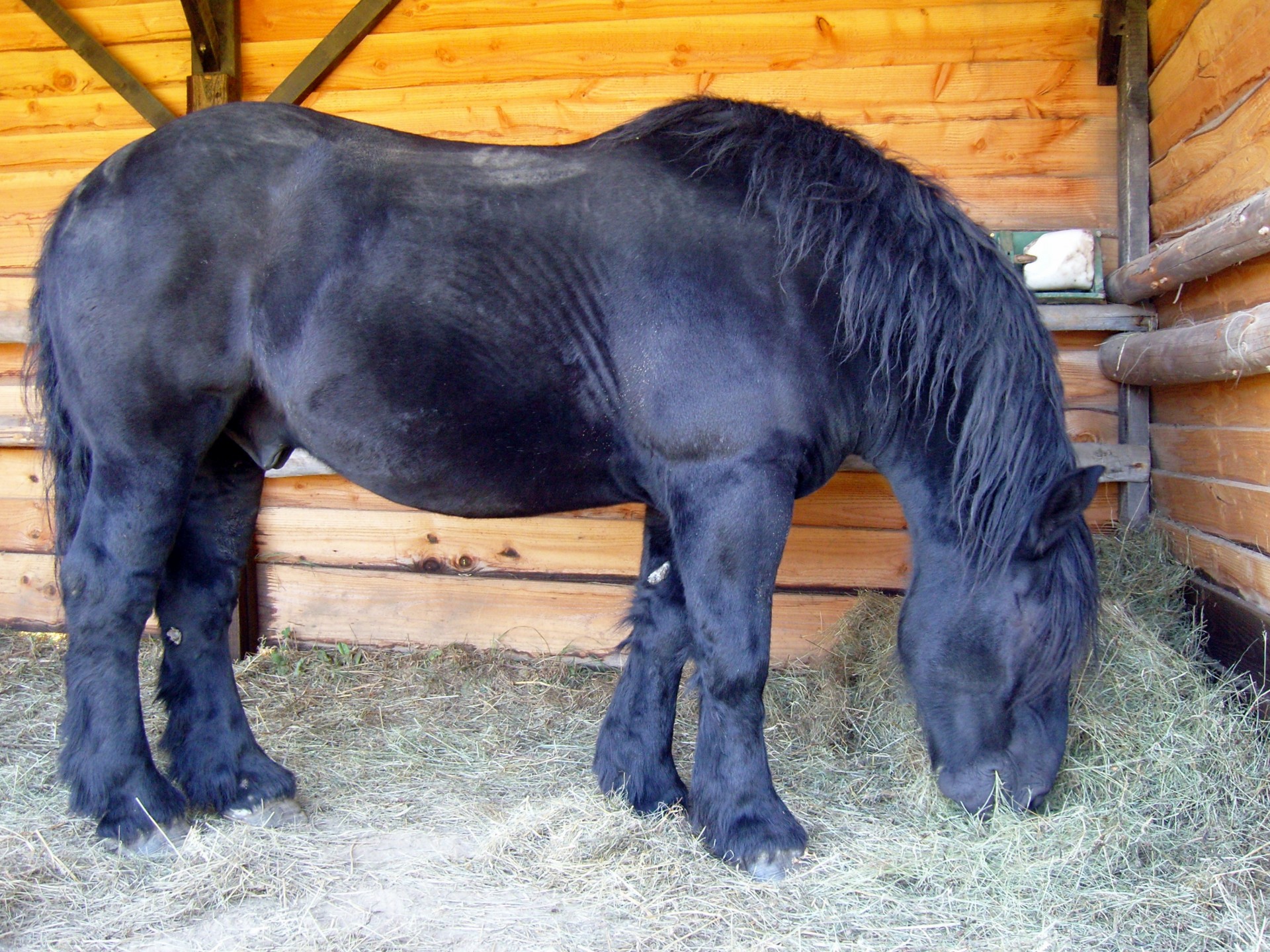 percheron black horse horse shed free photo
