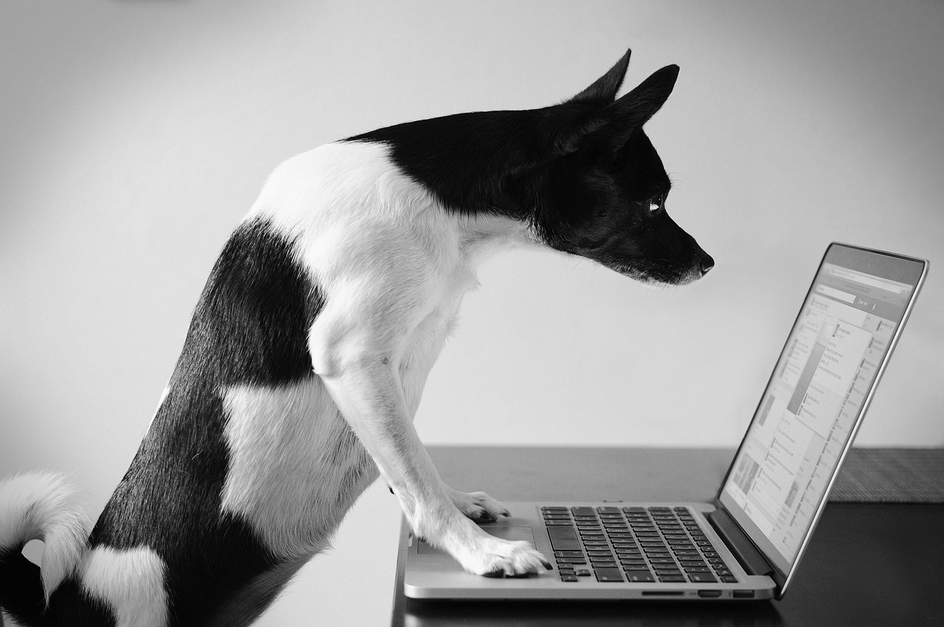 dog computer social media free photo