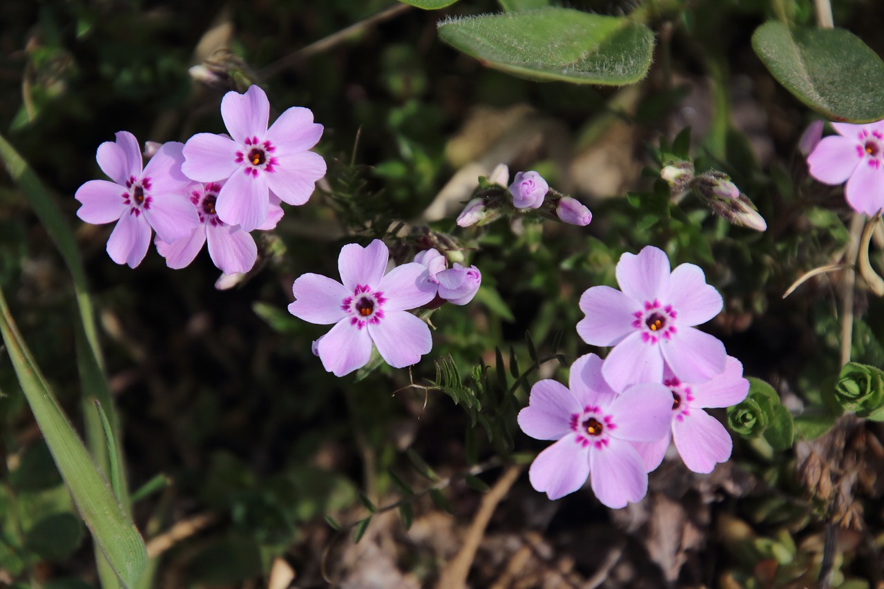 no filter  moss phlox  flowers free photo