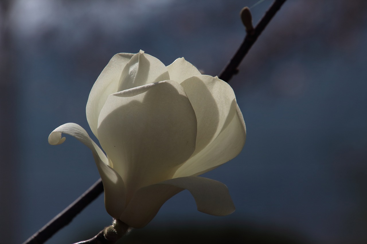 no filter  magnolia  flowers free photo