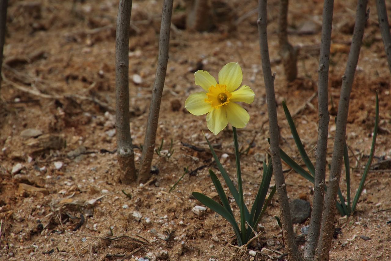 no filter  narcissus  flowers free photo