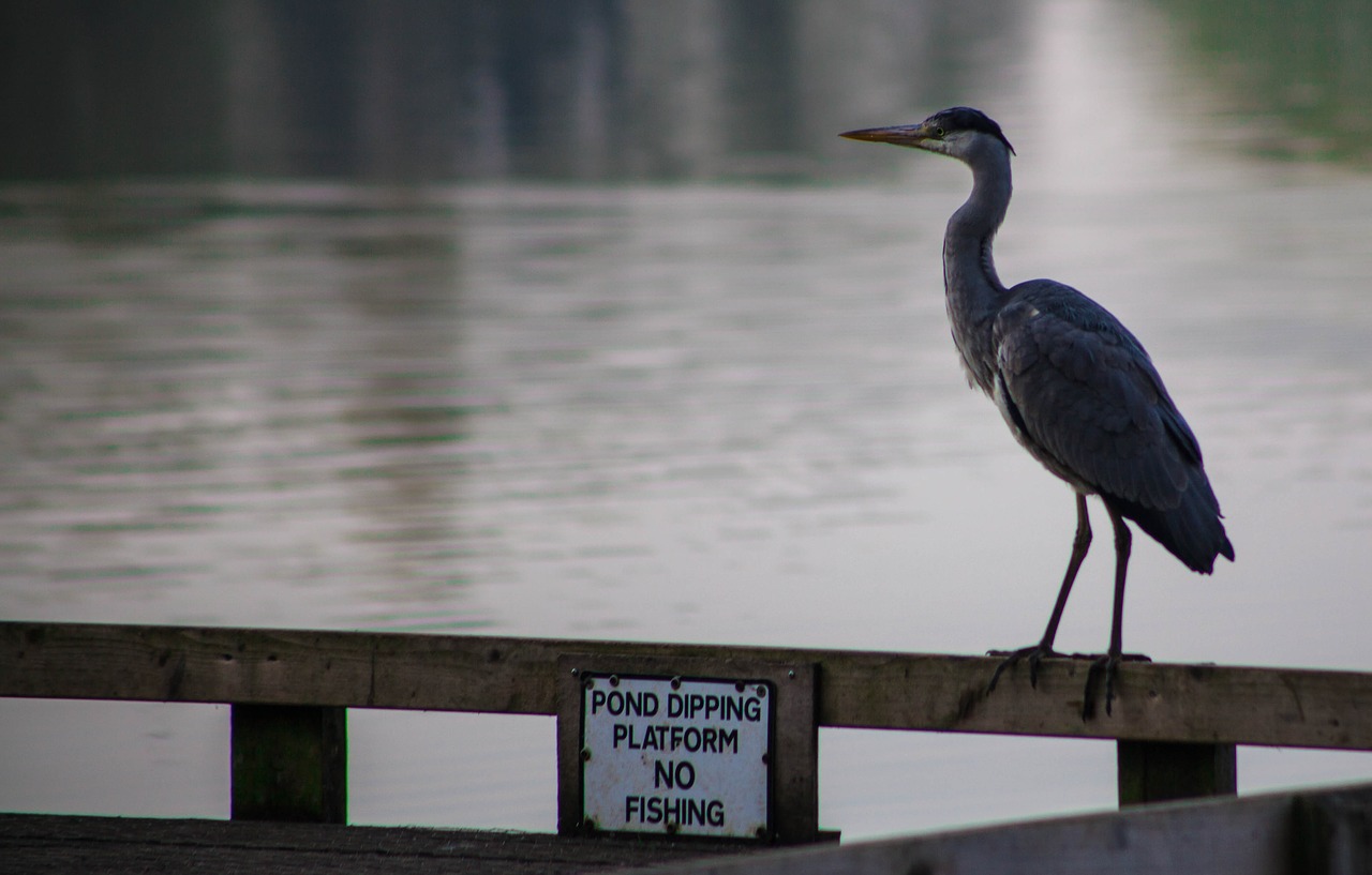 no fishing  grey heron  heron free photo