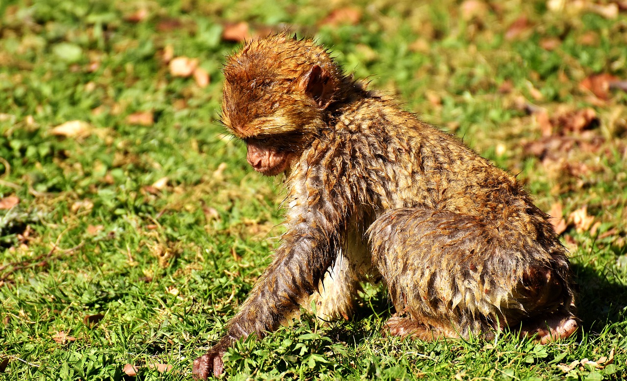 no one wants to play with me no one to love me barbary ape free photo
