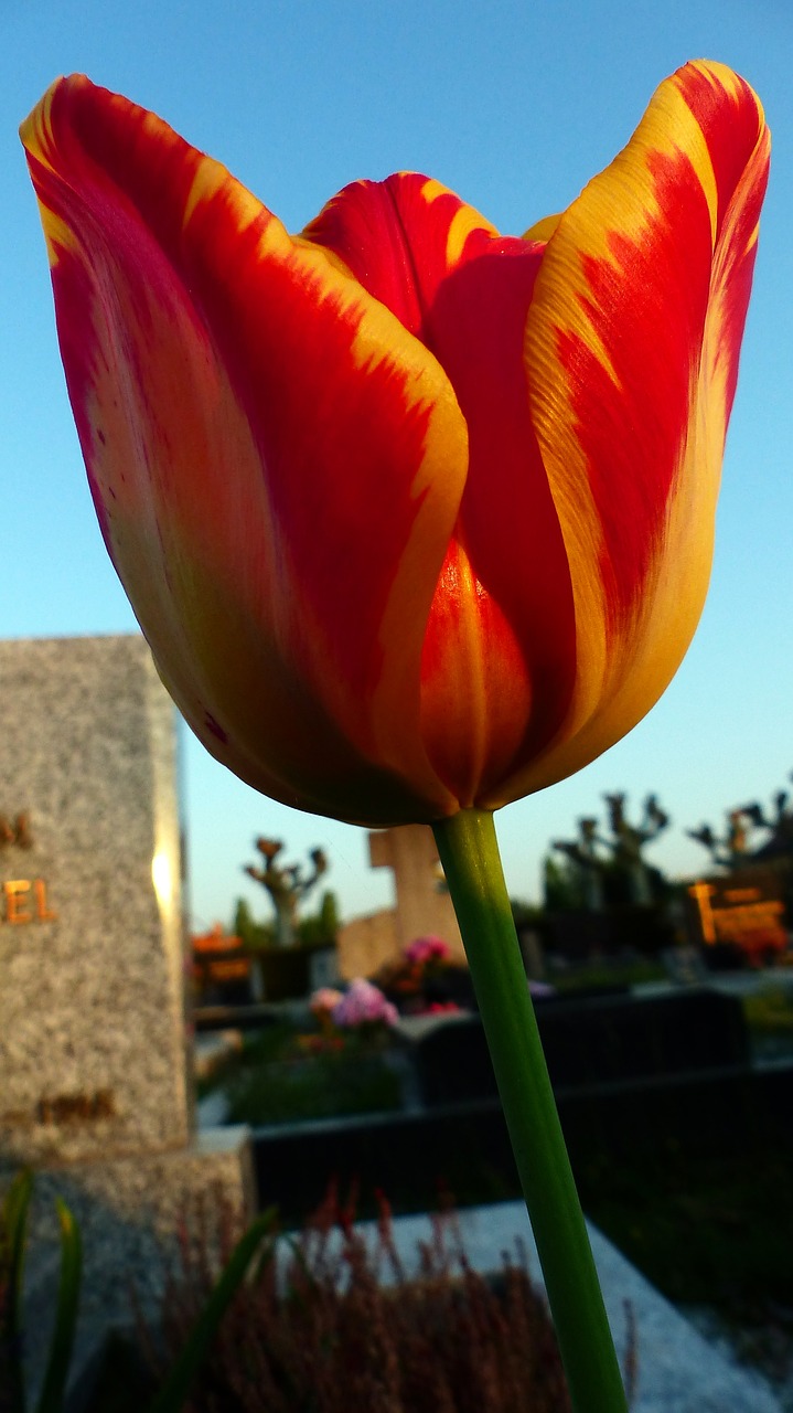no person  nature  tulip free photo