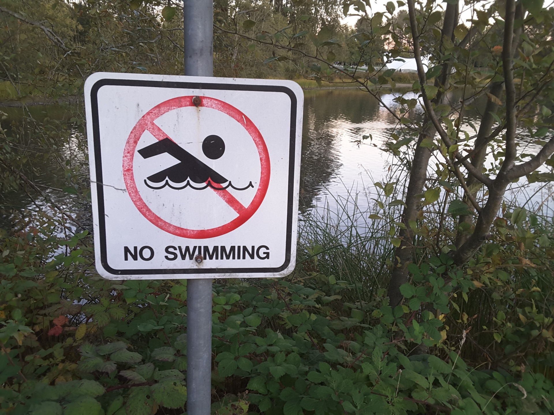 no swimming swimming sign free photo