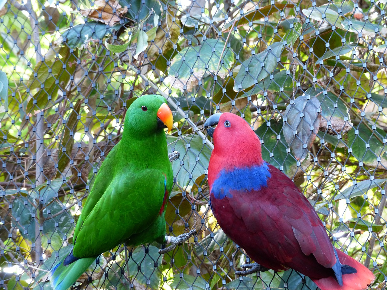 noble parrots parrots couple free photo