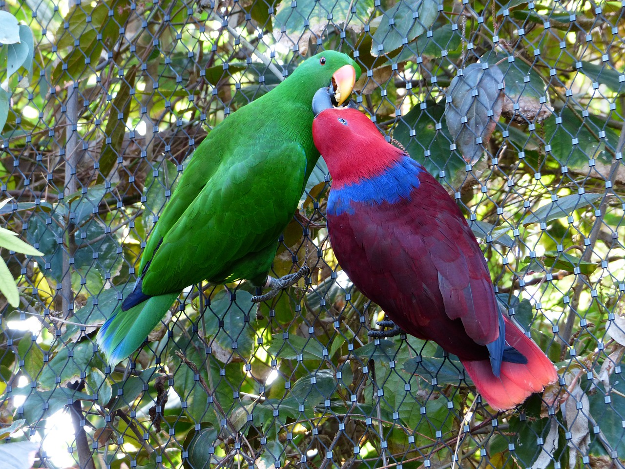 noble parrots parrots couple free photo