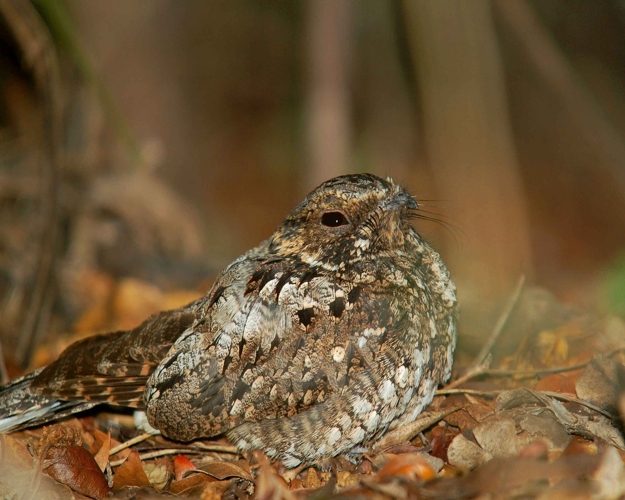 noctitherus caprimulgus bird free photo