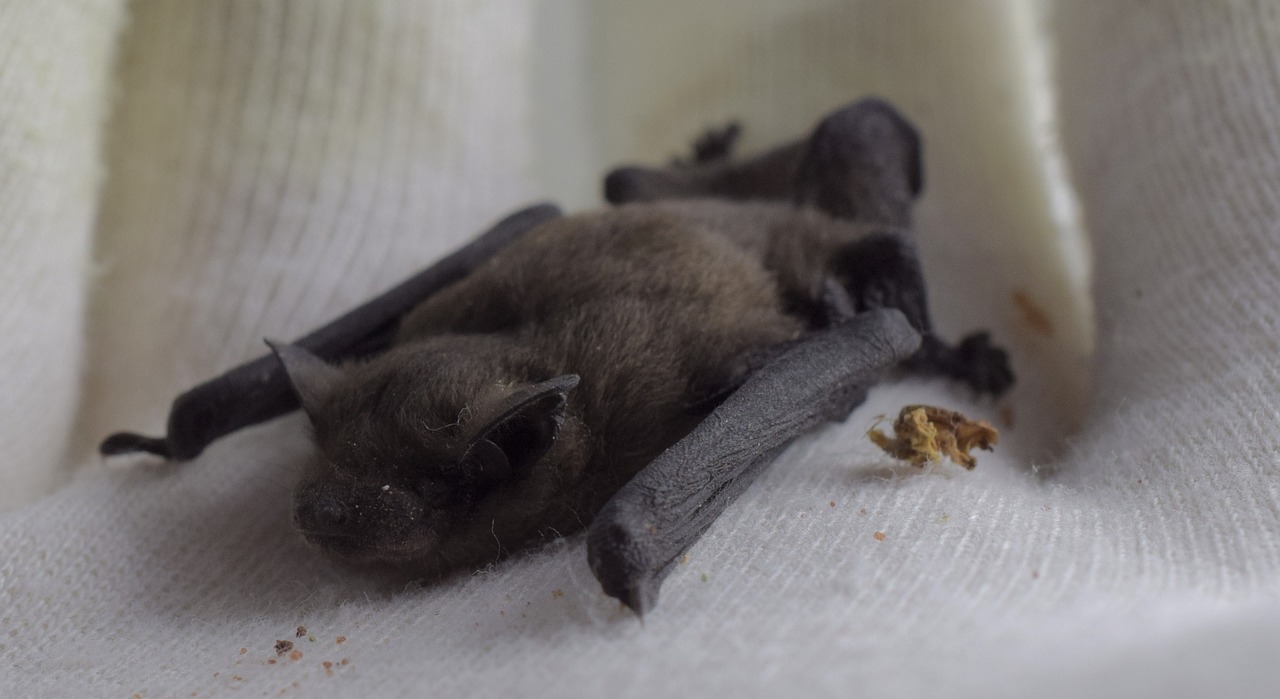 noctule bat genus nyctalus free photo