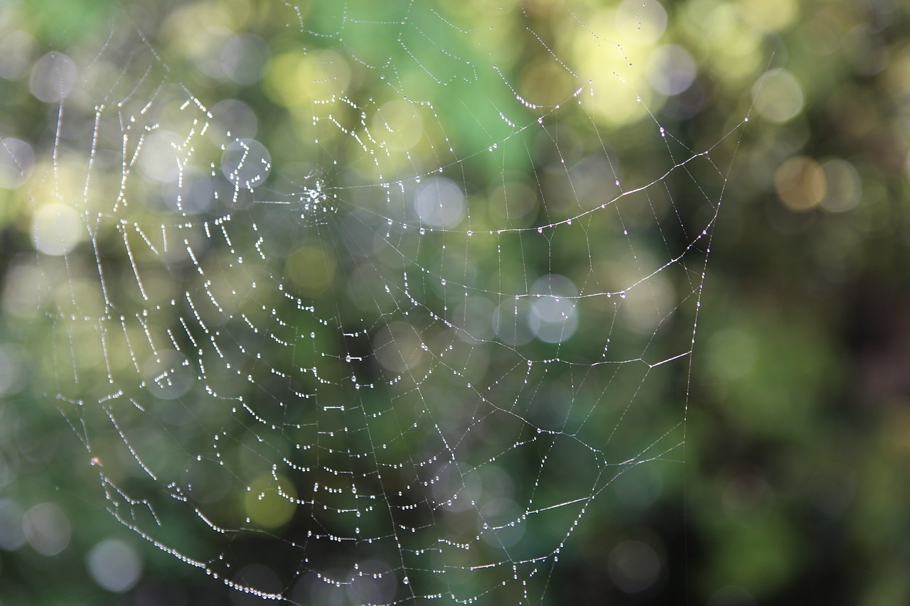 noel online gift shop spider spider web free photo