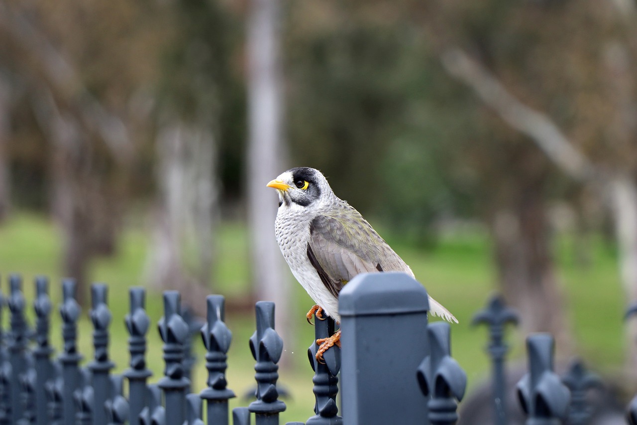 noisy miner  honey eater  bird free photo