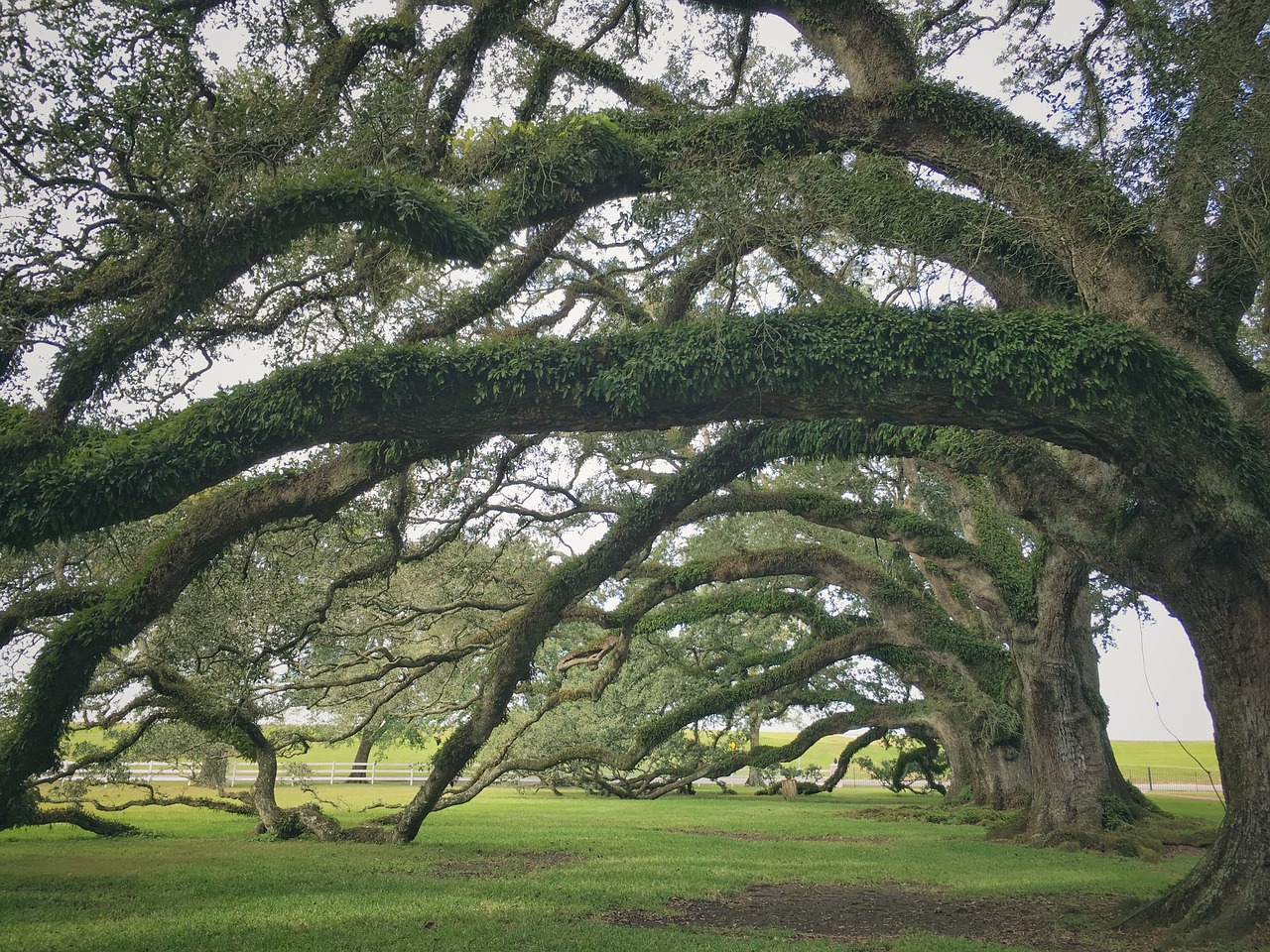 nola  plantation  oak free photo