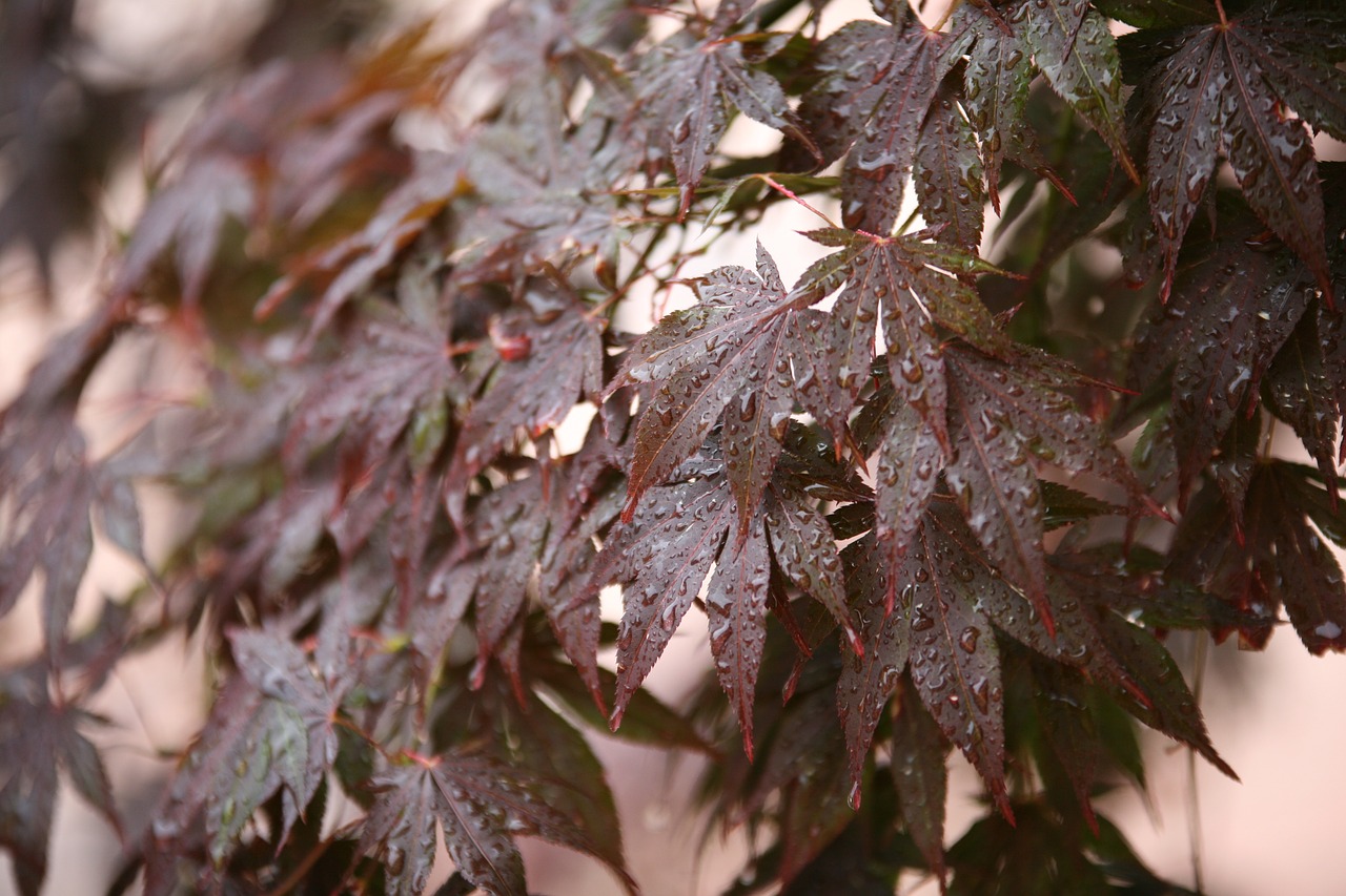 non autumn leaves raindrops free photo