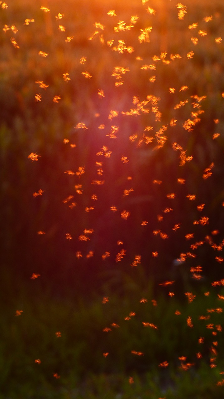 non-biting midges chironomidae mosquito swarm free photo