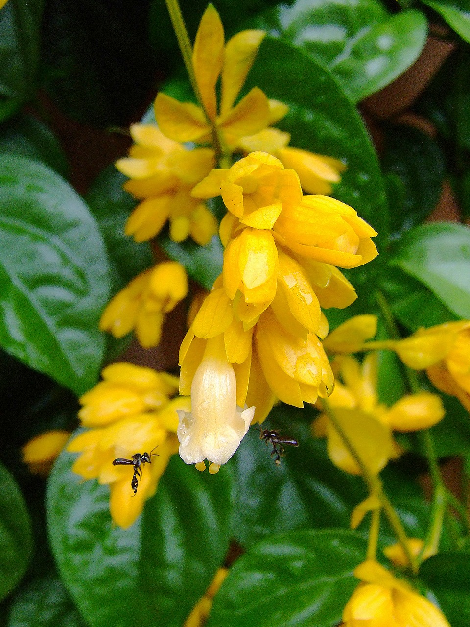 nong nooch vine flowers yellow free photo