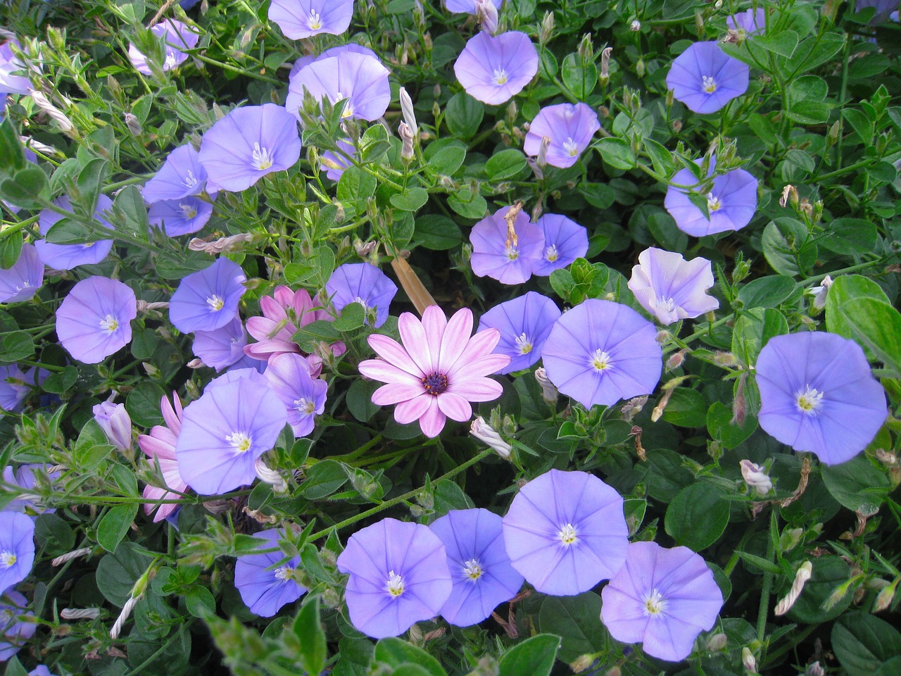 noon our blue-violet flowers free photo