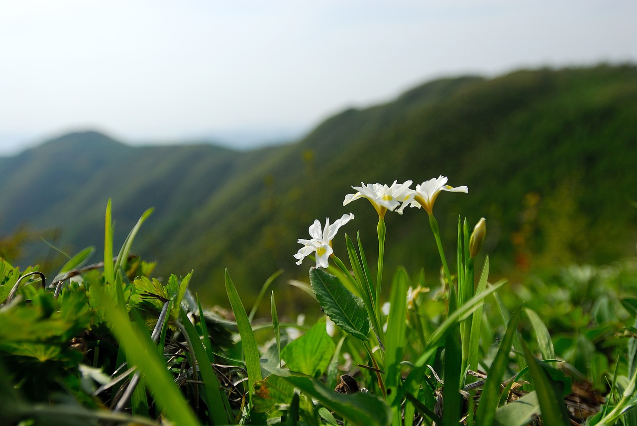 nora rubber sections above  wildflower  gangwon do free photo