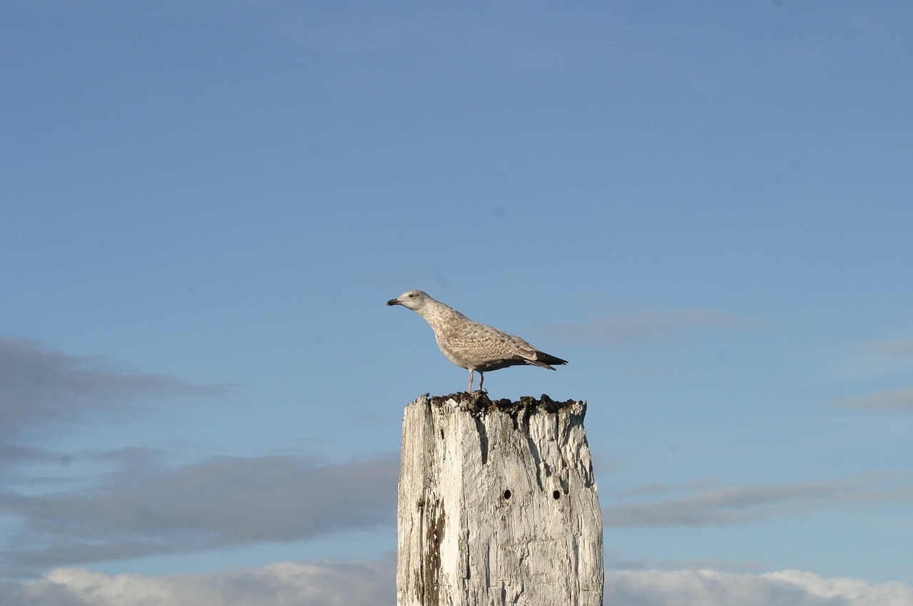 norddeich seagull bird free photo
