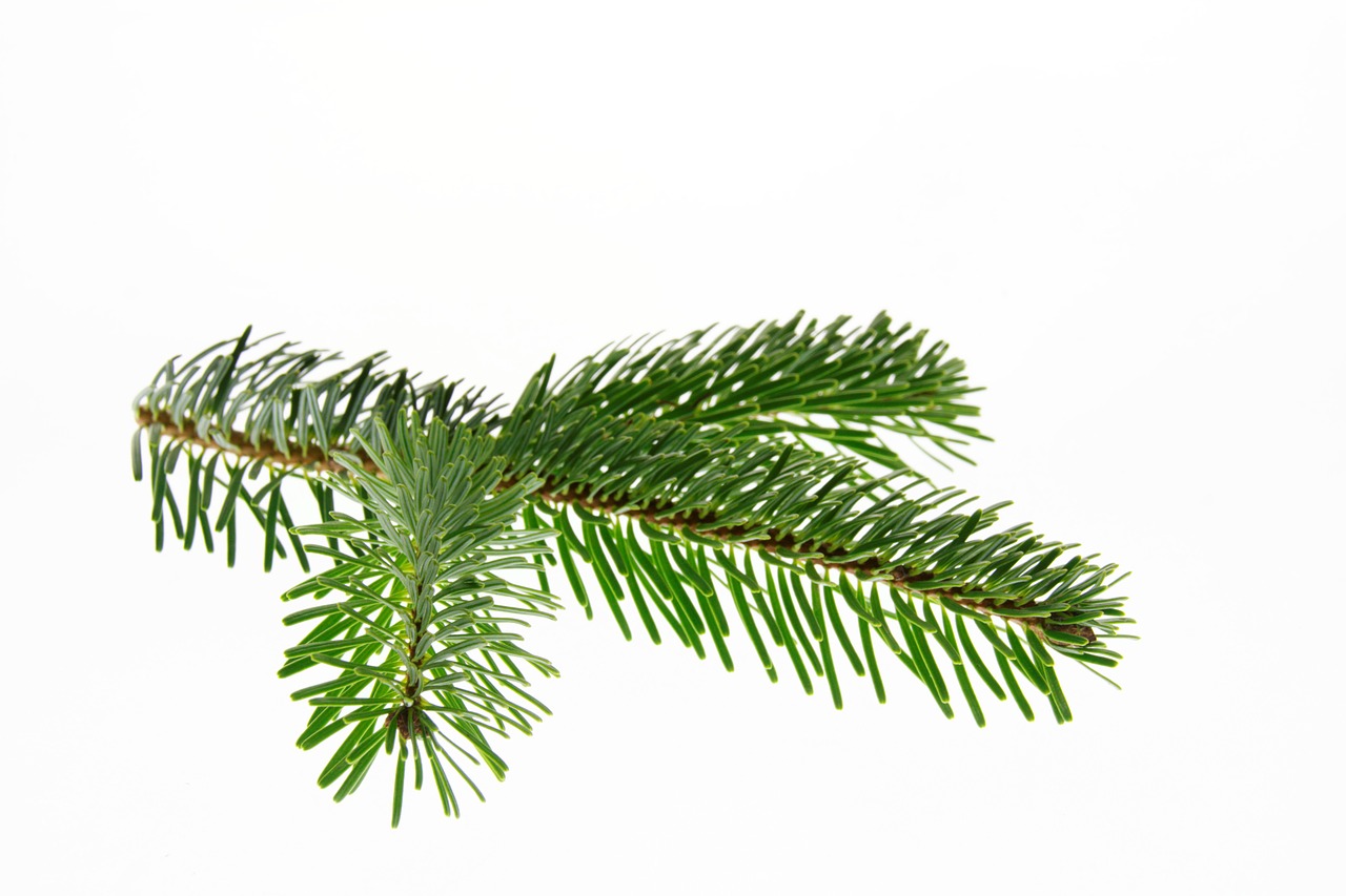 nordmann fir fir christmas free photo