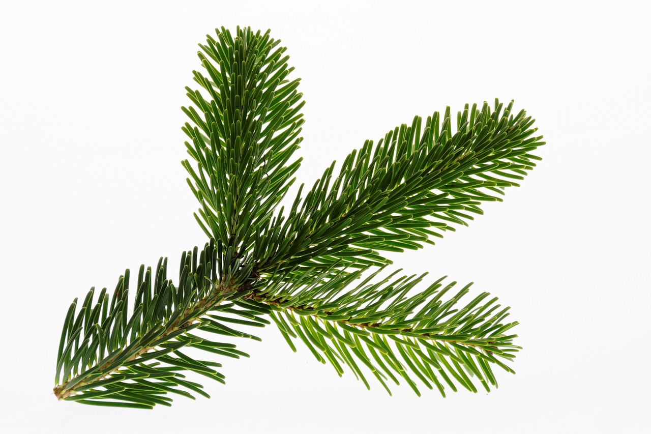 nordmann fir fir christmas free photo