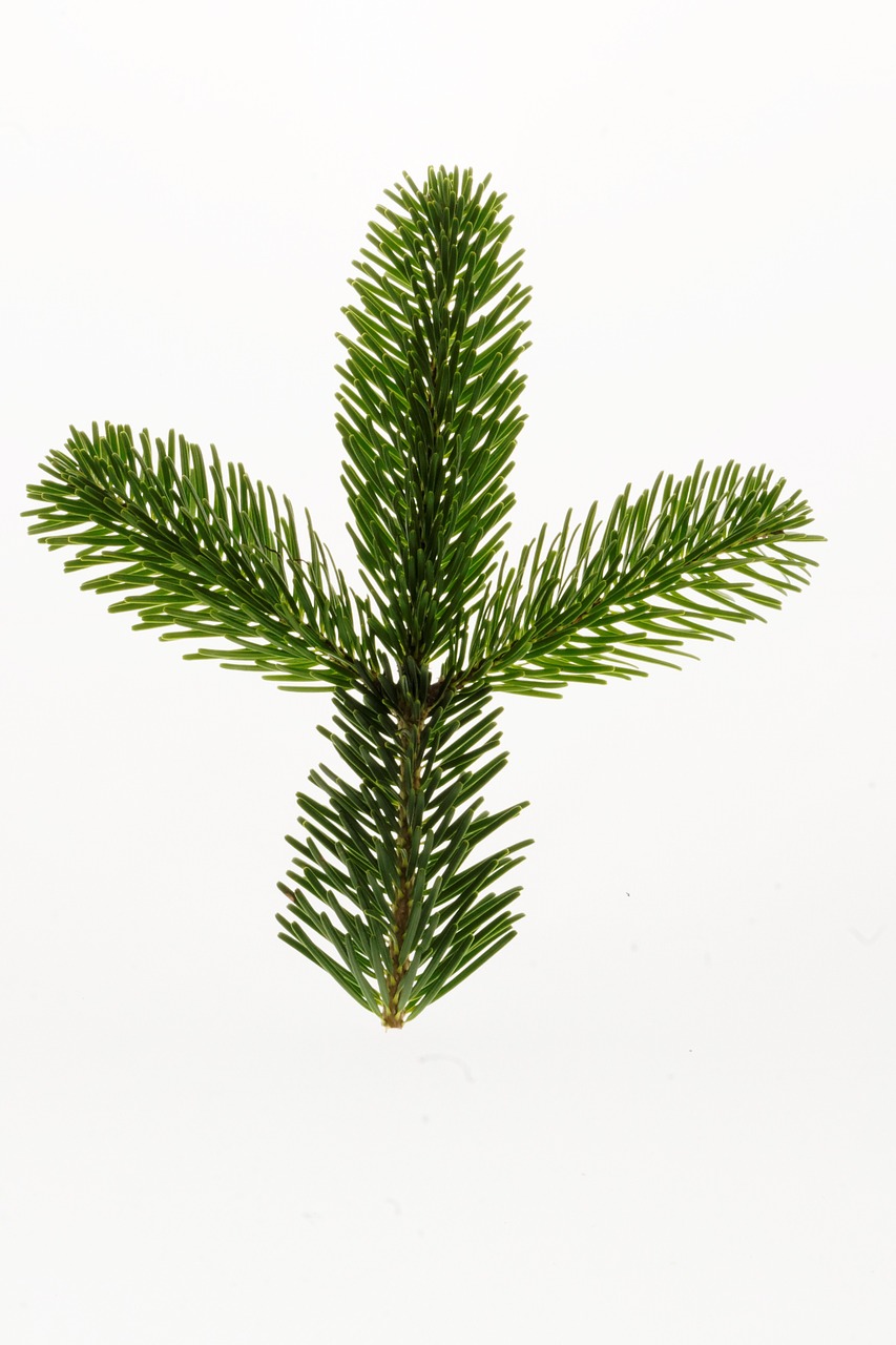 nordmann fir fir christmas free photo